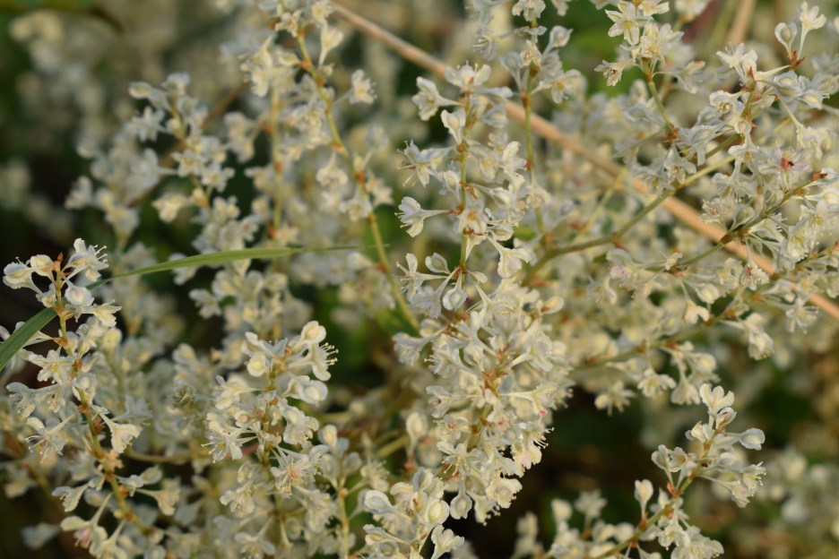 Fallopia baldschuanica (Polygonaceae)